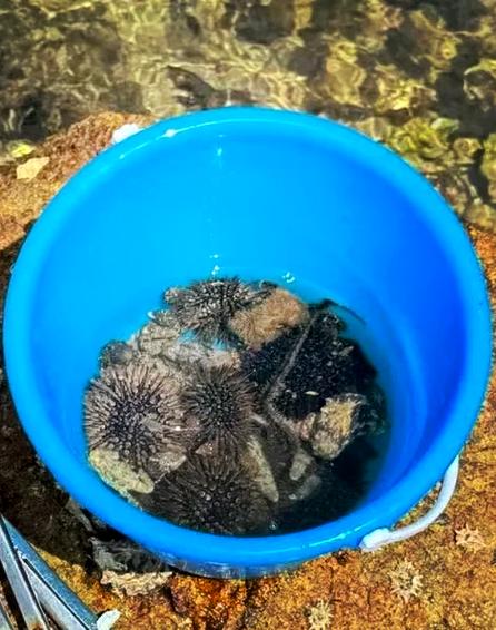 三亚赶海时间和最佳赶海时间图标