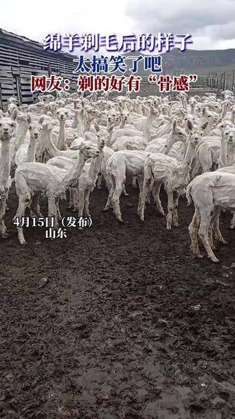 羊身上的毛怎么弄干净图标