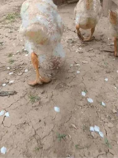 禽病网下载安装