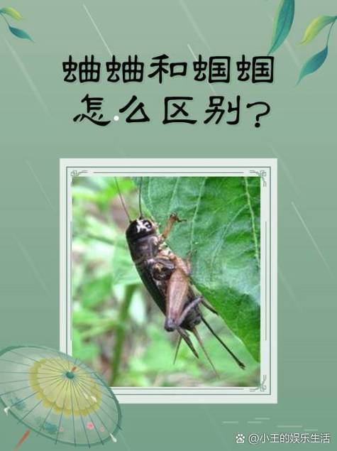 蝈蝈和蛐蛐的区别视频缩略图