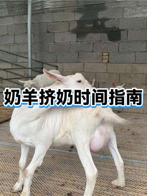 奶羊下羊多久可以挤奶