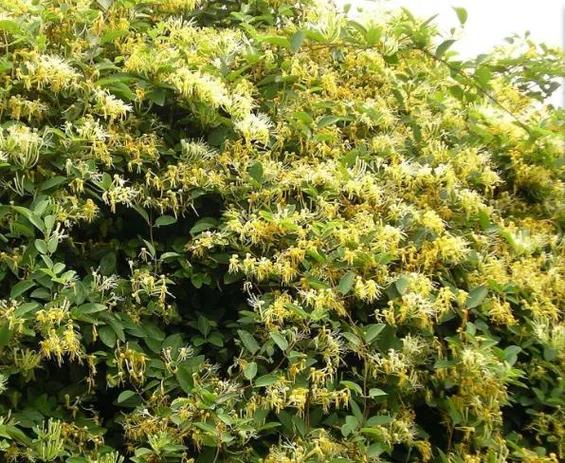 金银花镇宅还是招邪