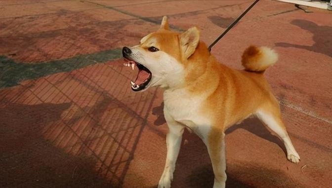狗狗愤怒的叫声音频
