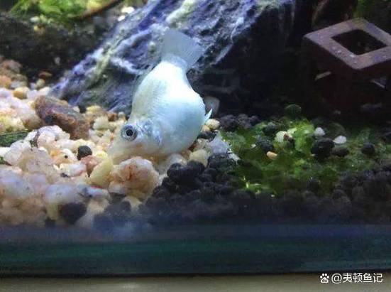 观赏鱼爬缸怎么回事