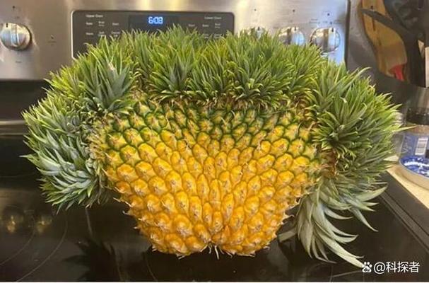 常见的植物变异