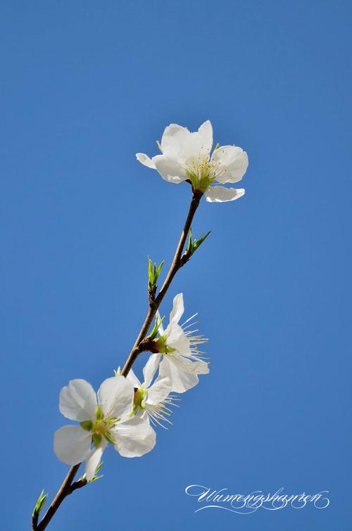 丁建华朗诵《春暖花开》原文游戏截图