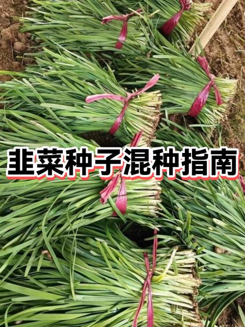 韭菜和奶茶能一起吃吗?