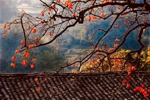 一年可见