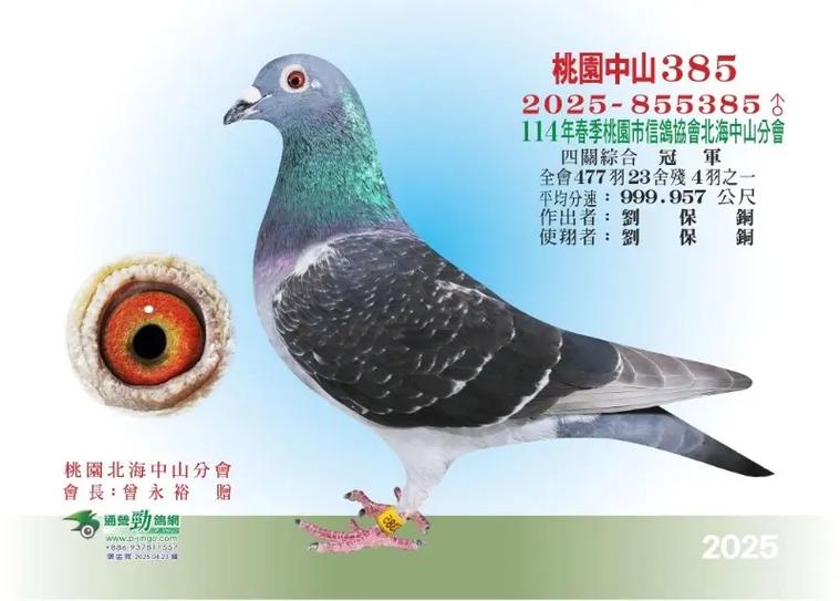 台湾信鸽特点