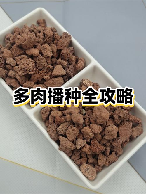 多肉播种教程