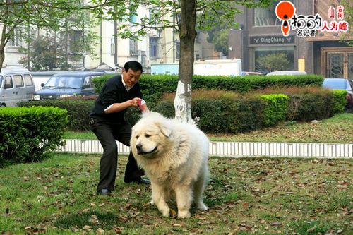 遛狗还是遛狗游戏截图