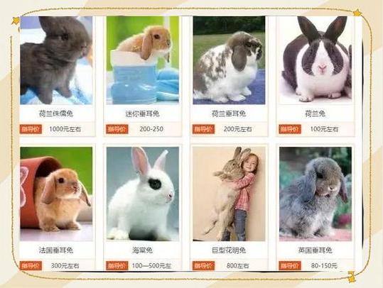 我的宠物7免费安装