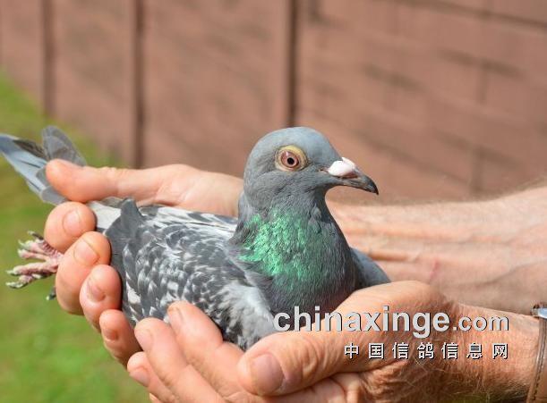 搜鸽天下一查信鸽成绩免费下载截图
