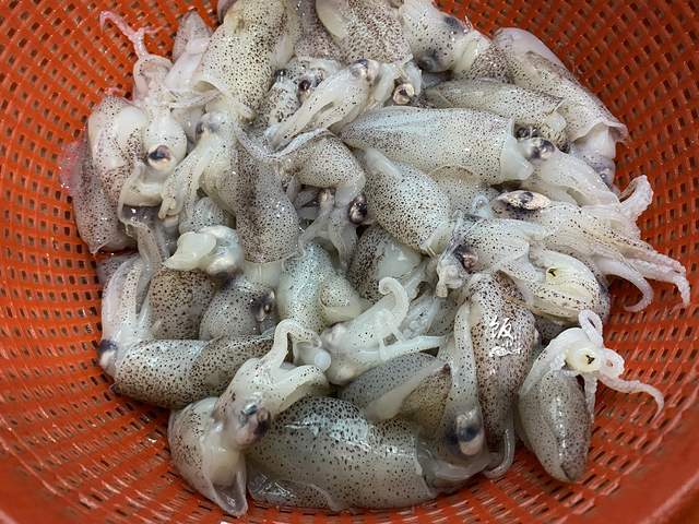海兔怎么清洗