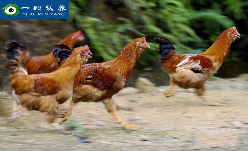 京东跑步鸡价格