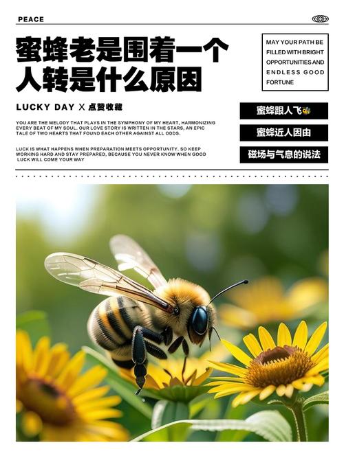 蜜蜂一直围着我转有什么寓意