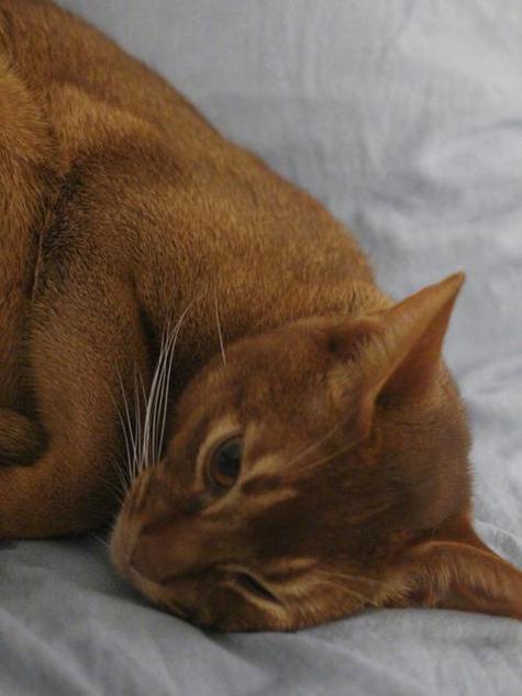 怎么给猫咪拍照