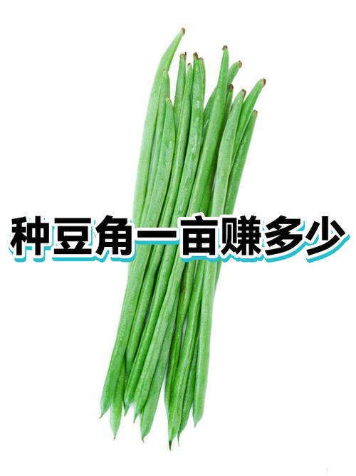 一亩大棚豆角利润