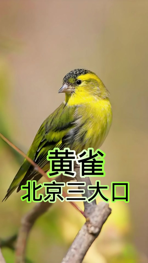 顶级黄雀鸟叫声