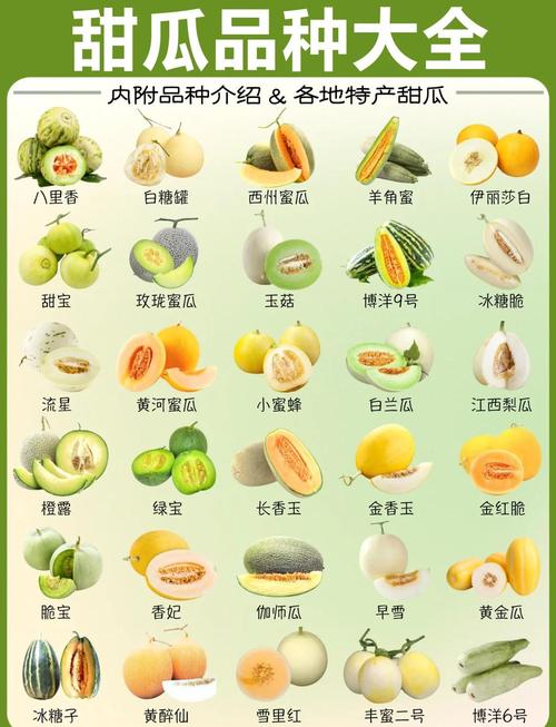 100种瓜类大全名称图片