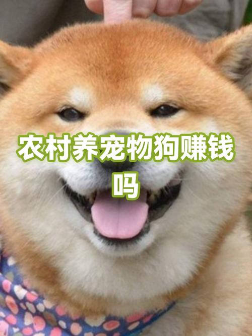 小狗赚钱靠谱吗