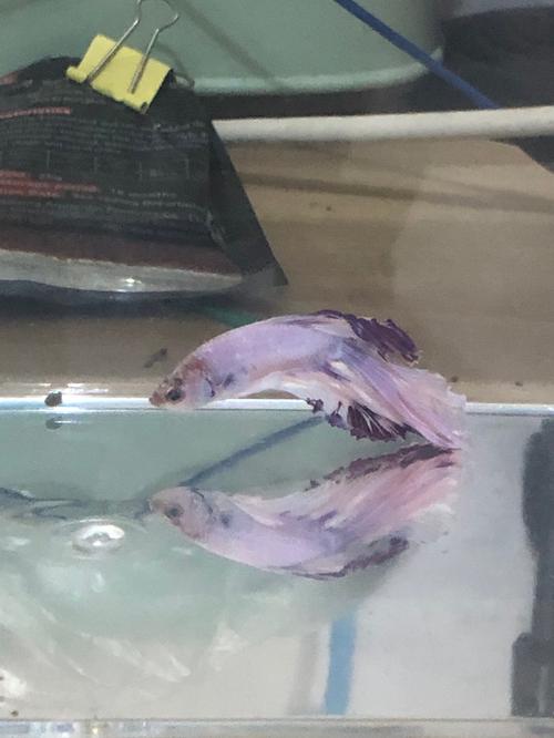 斗鱼趴缸怎么回事