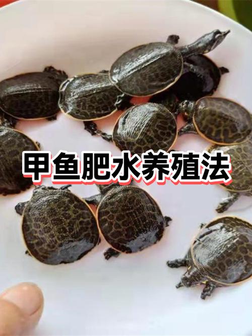 鱼缸养甲鱼会淹死吗图标