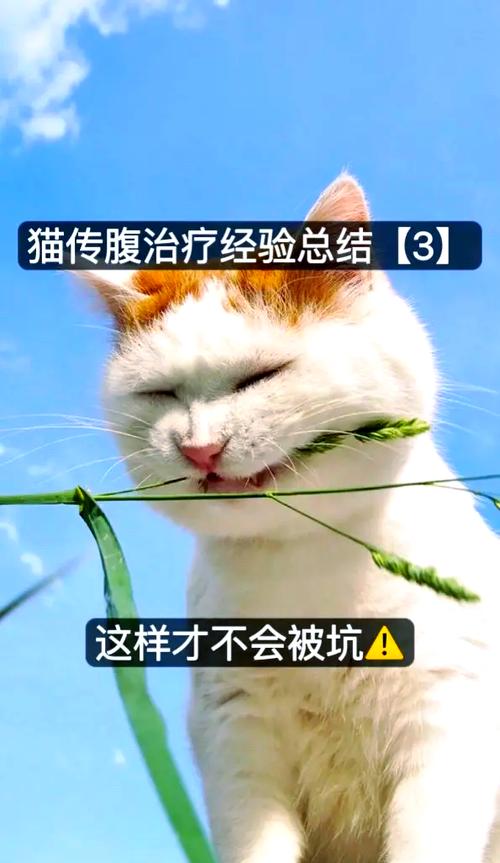 猫传腹441打多久有效果