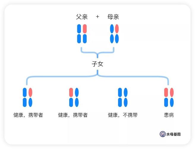 父母遗传基因谁更强大
