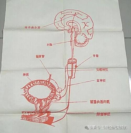 一喝水就想尿是怎么回事