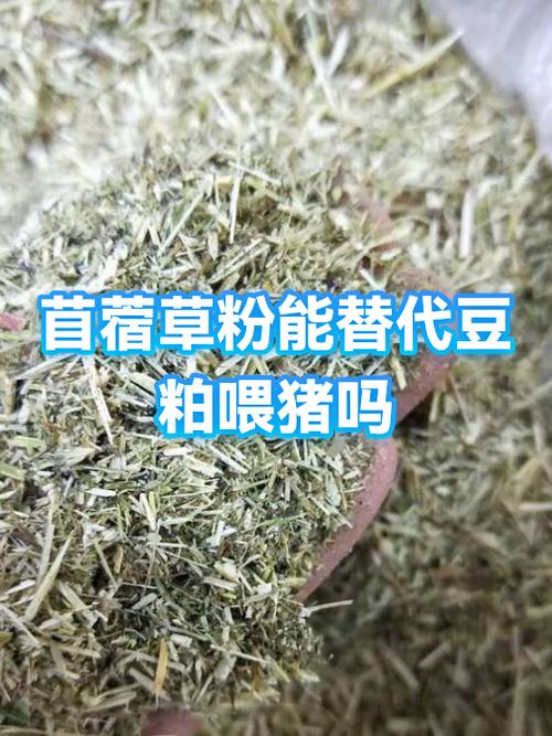 苜蓿粉的吃法