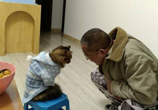 父母为什么不同意养猫