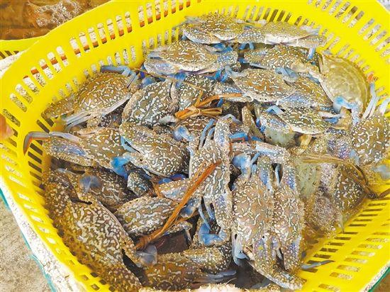 四月份什么海鲜最肥美