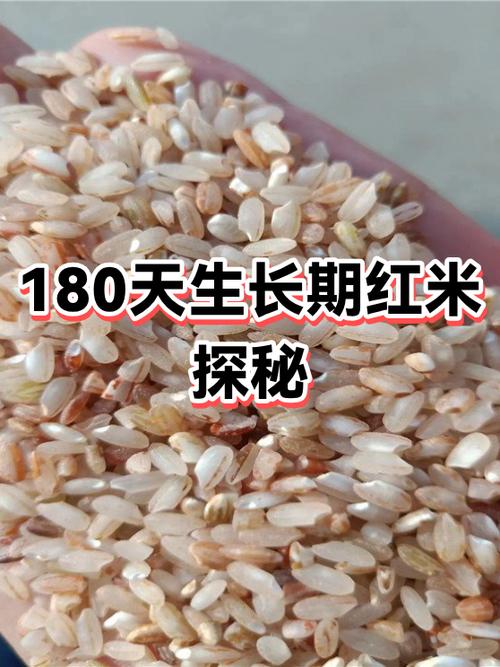红米吃多了会有什么副作用