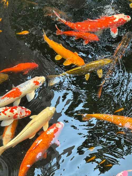 侯门团宠锦鲤崽崽五岁半