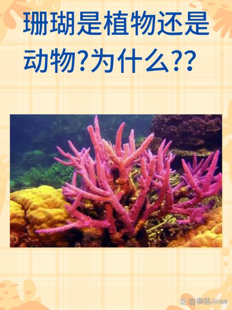 珊瑚是一种