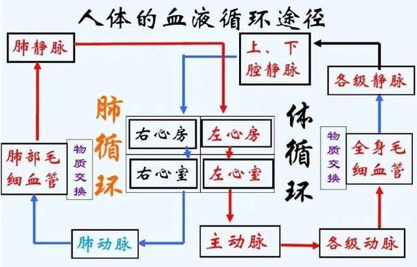 大循环是体循环吗