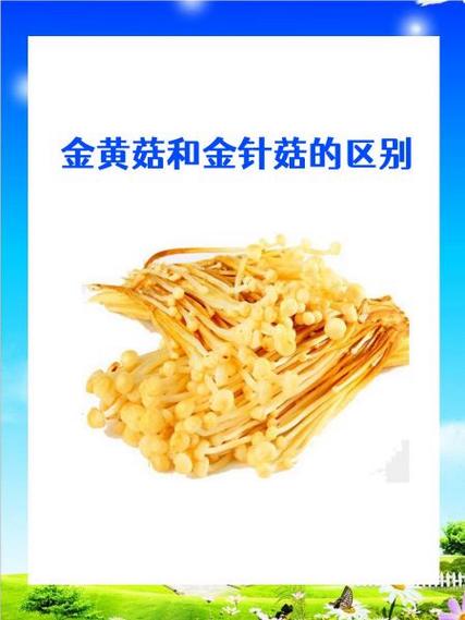 比金针菇短一点的蘑菇