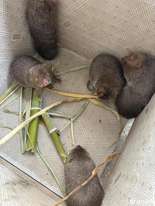 养竹鼠月入百万新闻