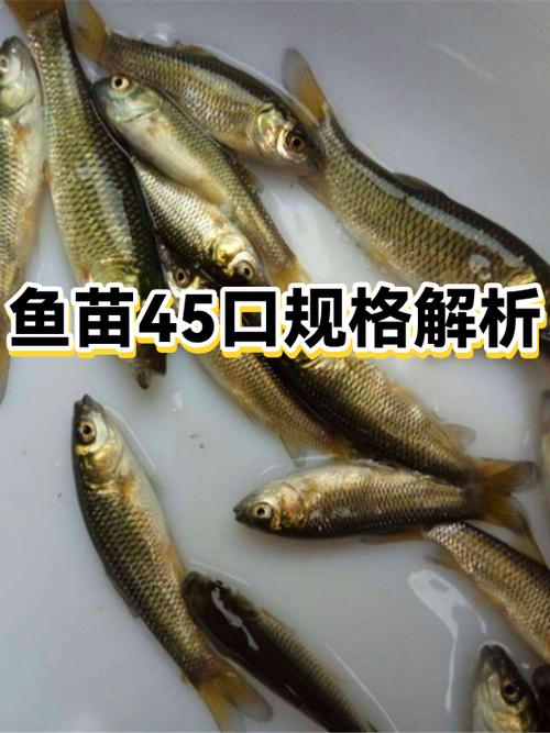附近鱼苗批发鱼苗出售在哪里