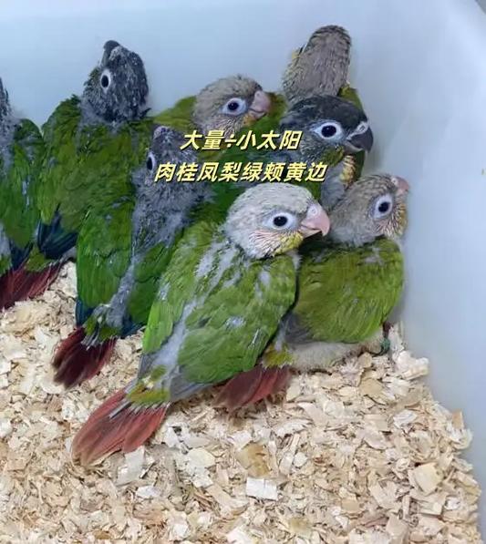 2021养小太阳鹦鹉合法吗