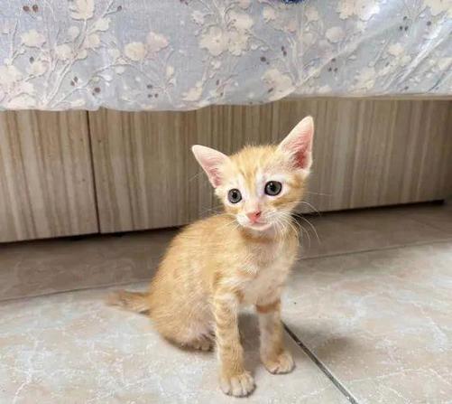 橘猫幼崽