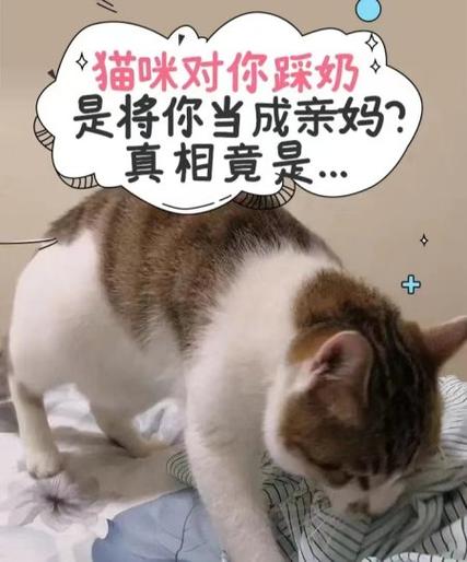 小奶猫踩奶代表什么