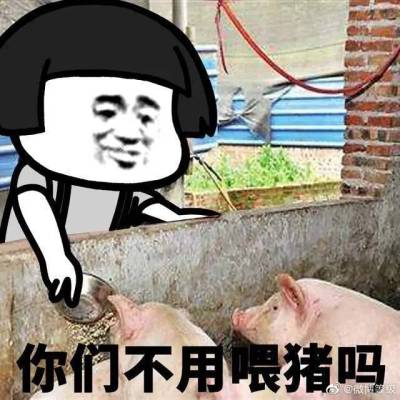 养猪表情包gif游戏截图