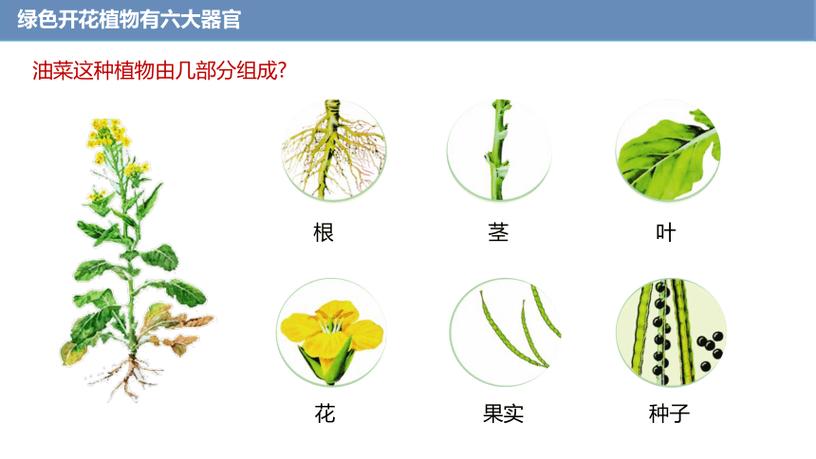 花和果实的结构层次是什么
