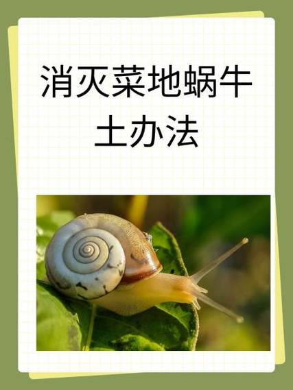 杀死蜗牛最有效的方法