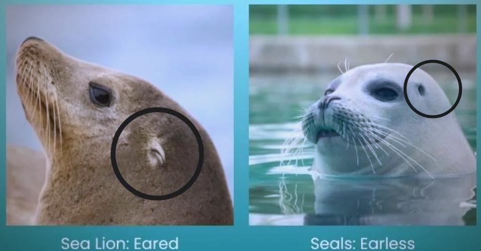 海豹vs海狮截图