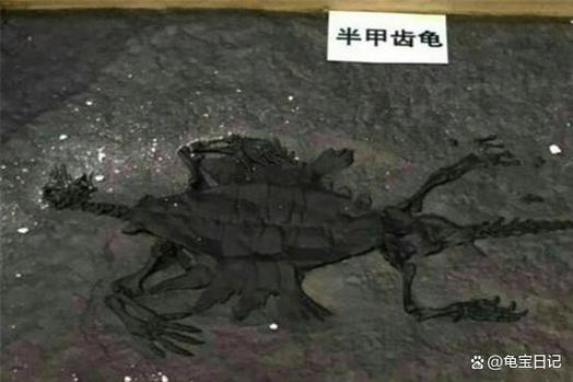 乌龟进化历程