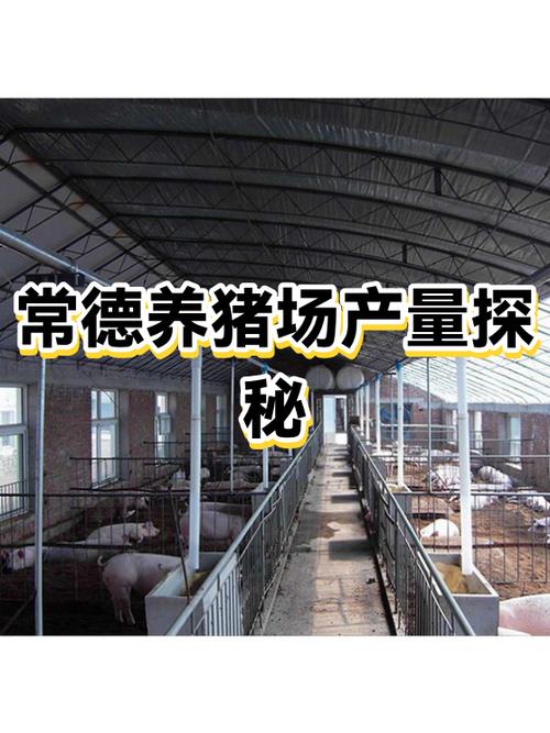 养猪10头一年能挣多少