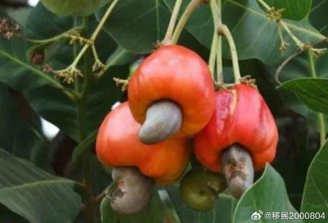 腰果图片